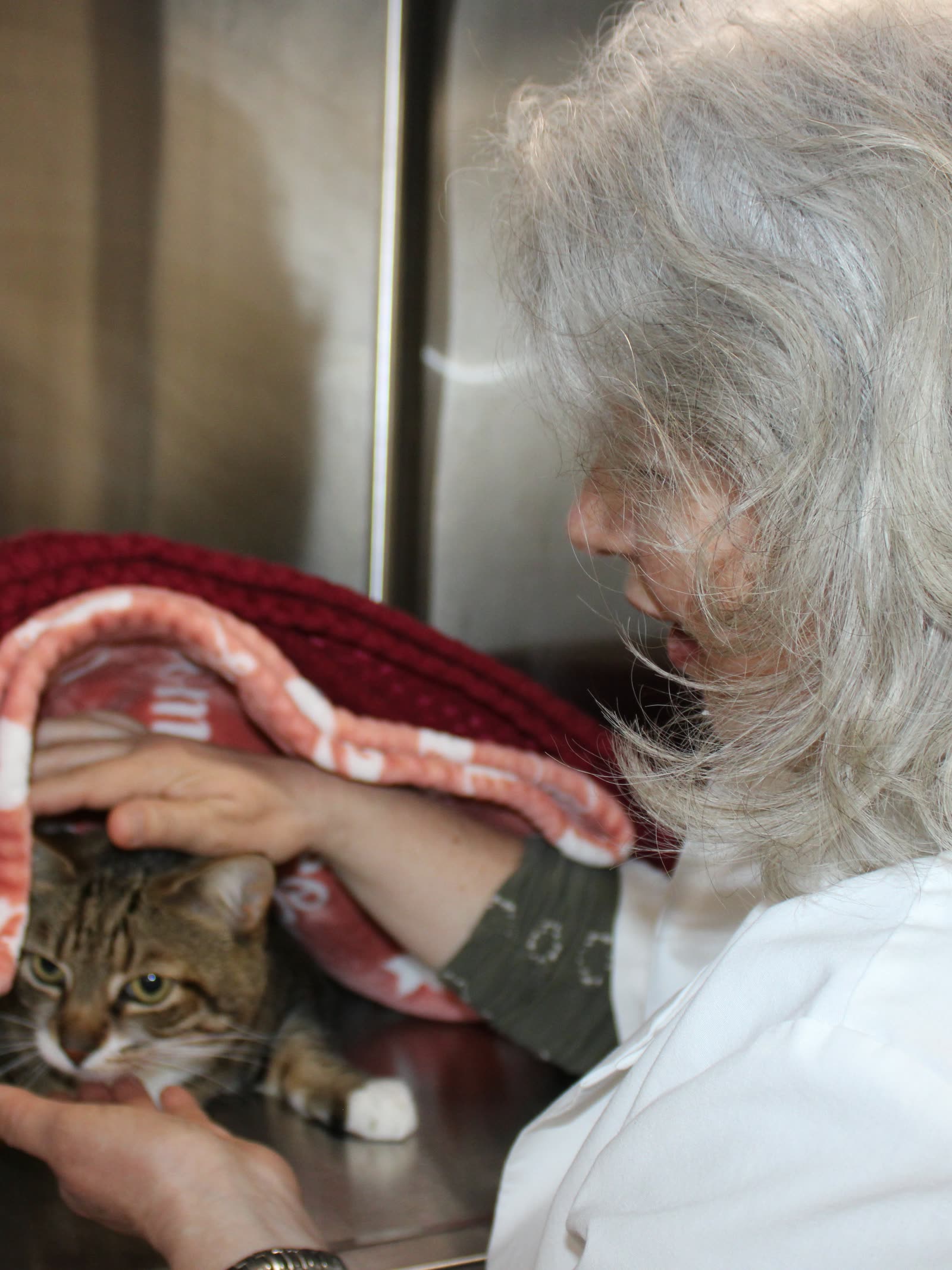 Dr. Dobreva resting a hand on a tabby cat tucked under a blanket in a recovery kennel at Clifton Ave Animal Hospital
