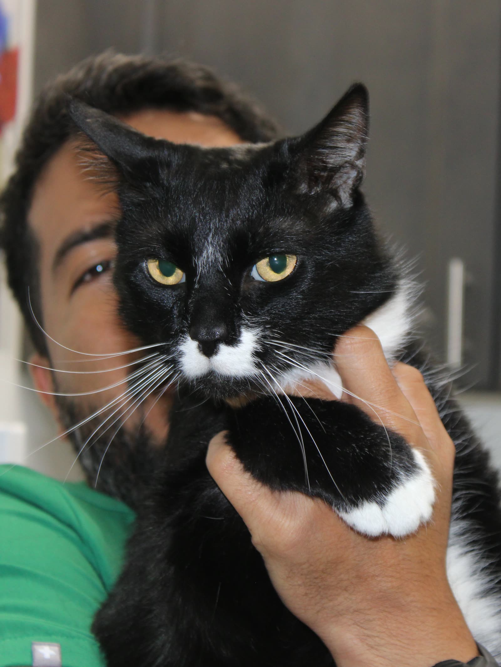 Jordan, the tuxedo clinic cat, held up to the camera by a Clifton Ave Animal Hospital team member