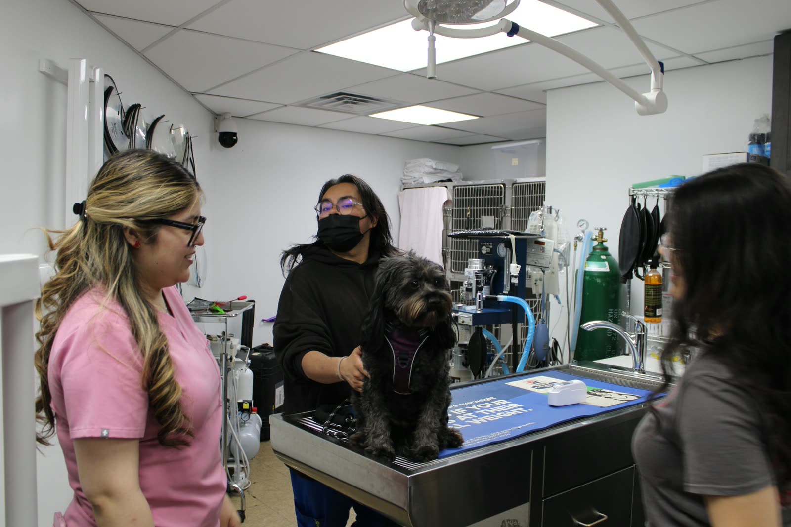 The Clifton Ave Animal Hospital treatment area, with three team members and a small dog on the exam table
