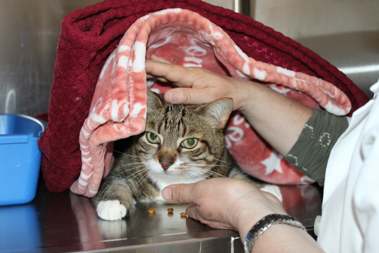 Gentle hands comforting a calm tabby cat under a blanket at Clifton Ave Animal Hospital