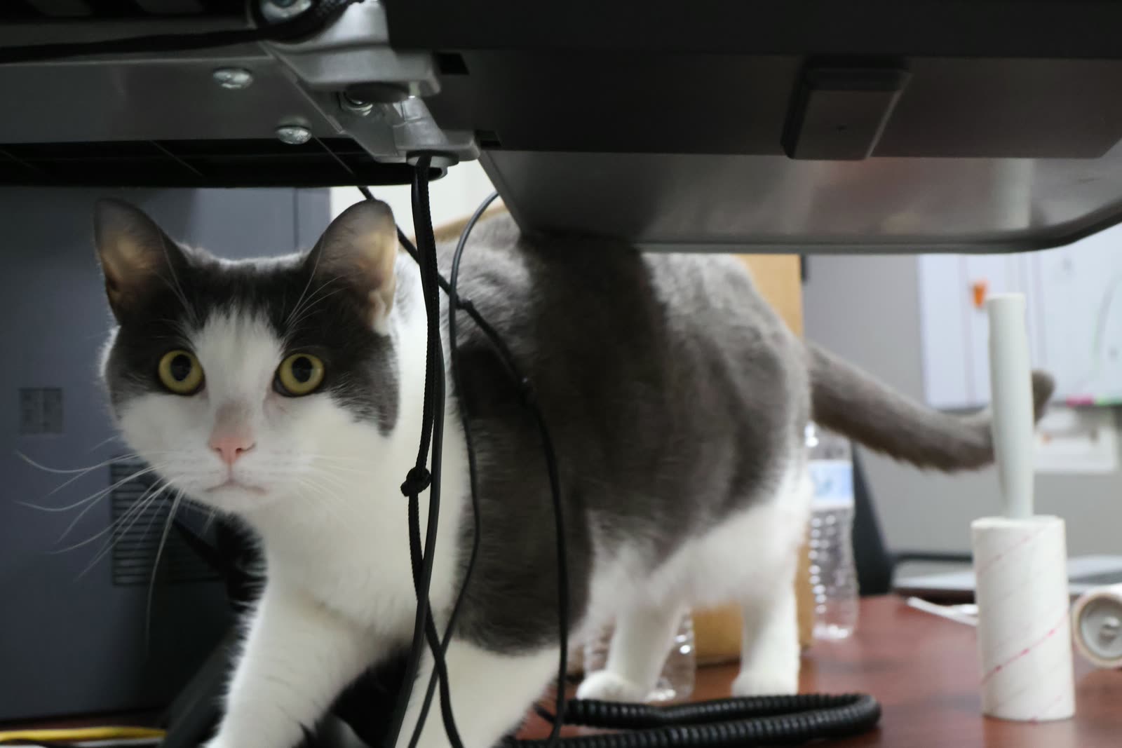A grey-and-white clinic cat prowling across a desk beneath a monitor arm at Clifton Ave Animal Hospital
