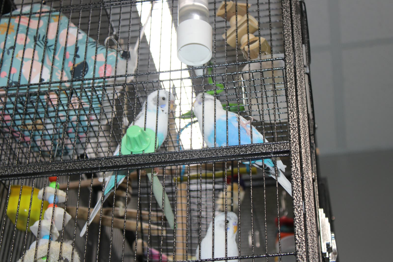 Blue-and-white parakeets perched in their cage at Clifton Ave Animal Hospital