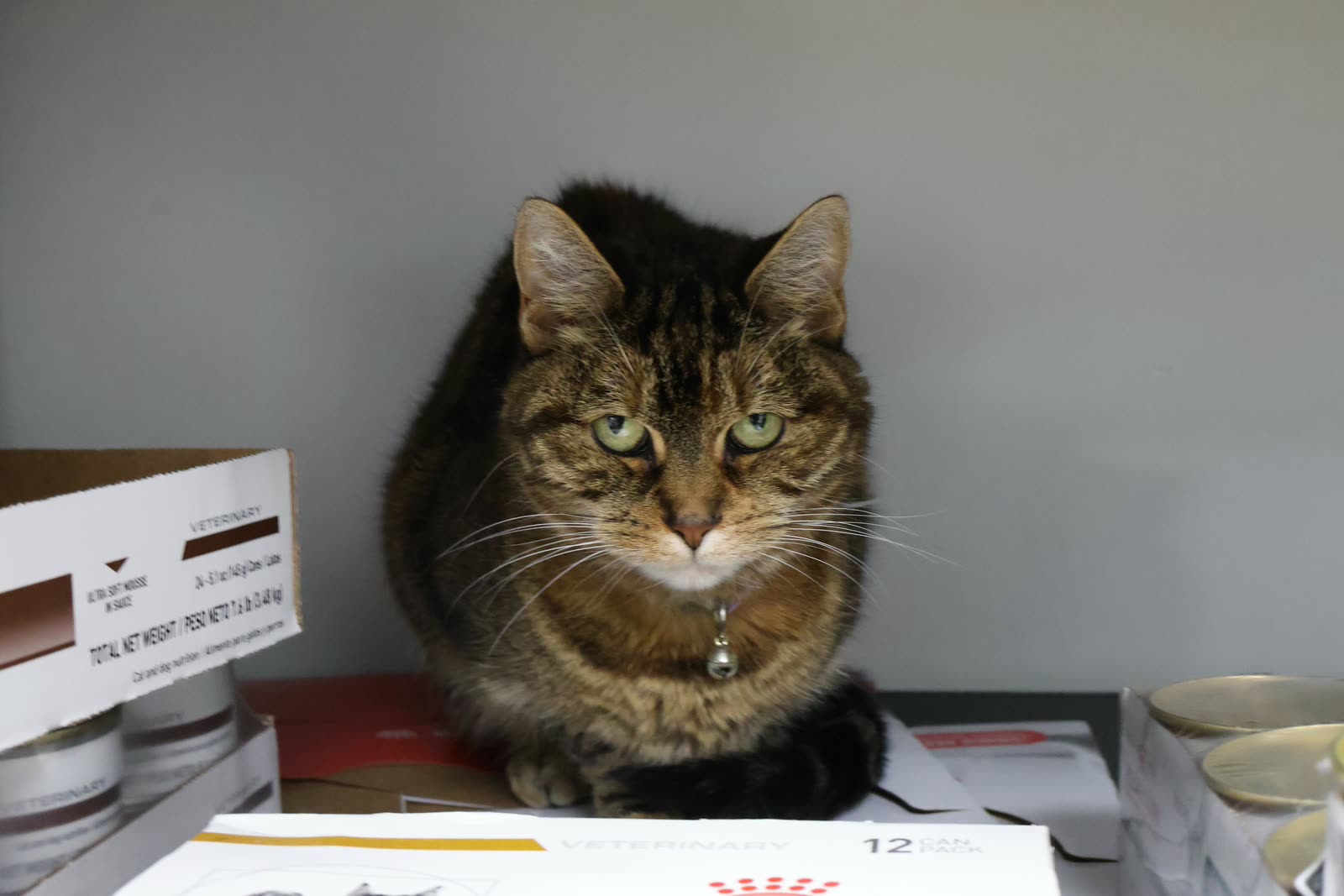 Tori, the tabby clinic cat, perched on a shelf beside a delivery of prescription pet food at Clifton Ave Animal Hospital