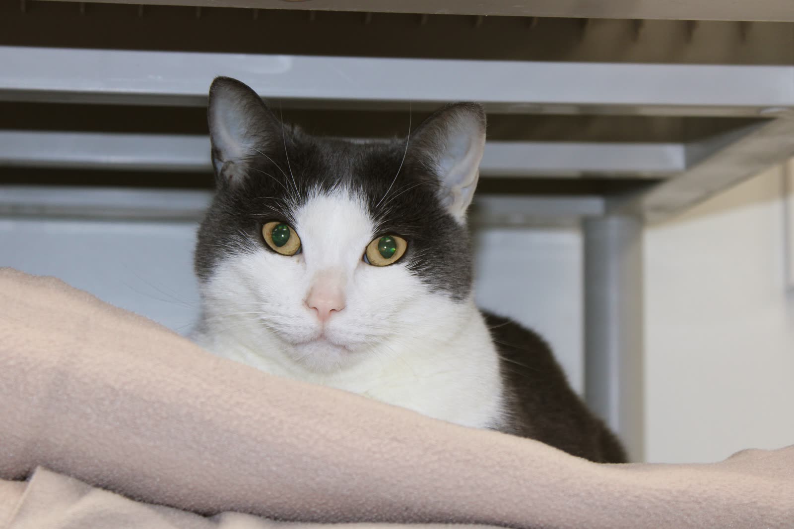 A cat resting comfortably on a blanket in a recovery kennel at Clifton Ave Animal Hospital