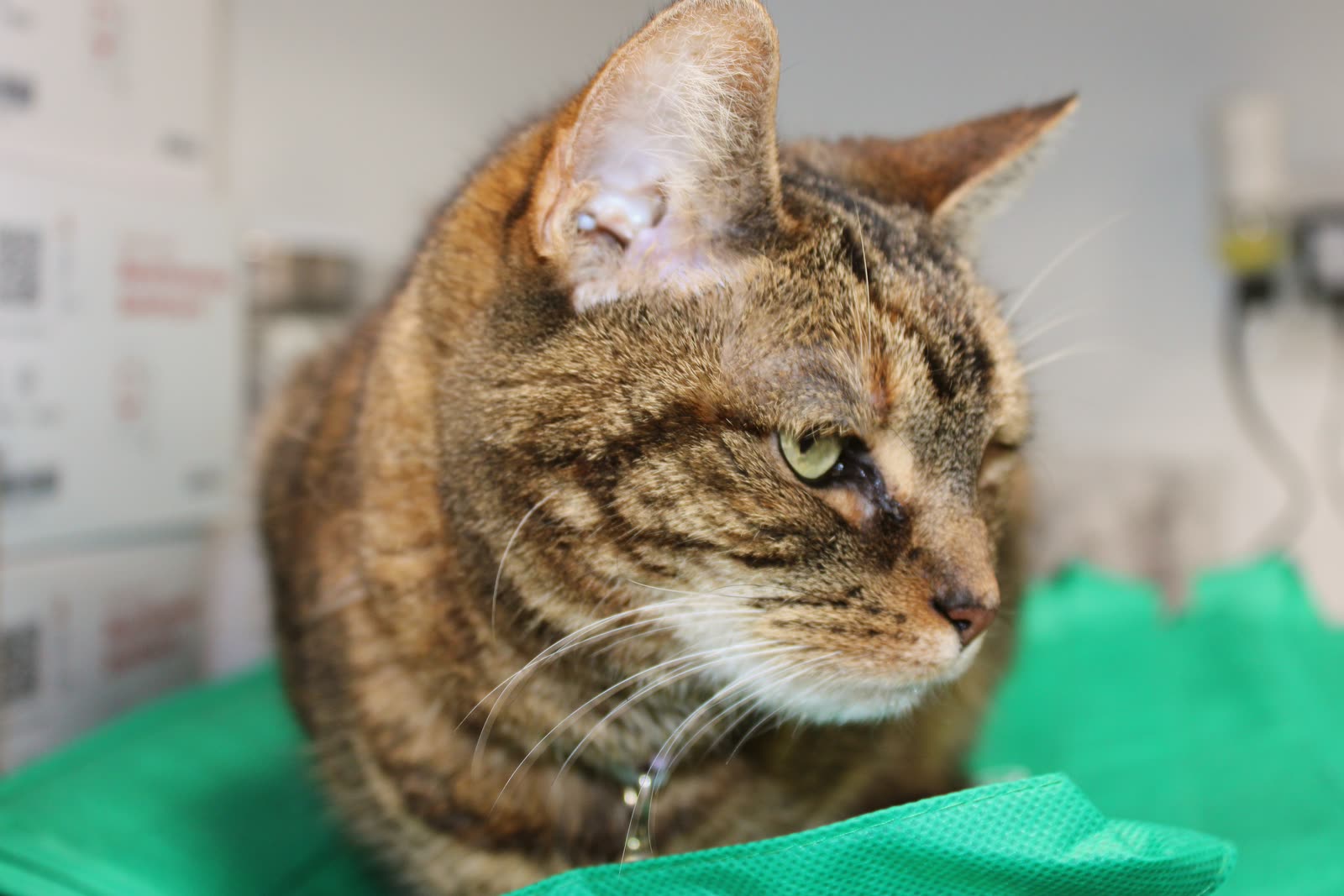 A calm tabby cat resting on a soft drape at Clifton Ave Animal Hospital