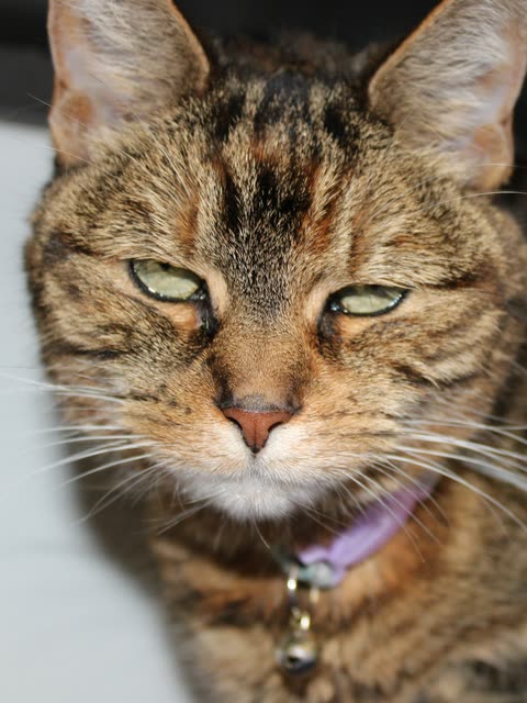 Tori (The Cat)